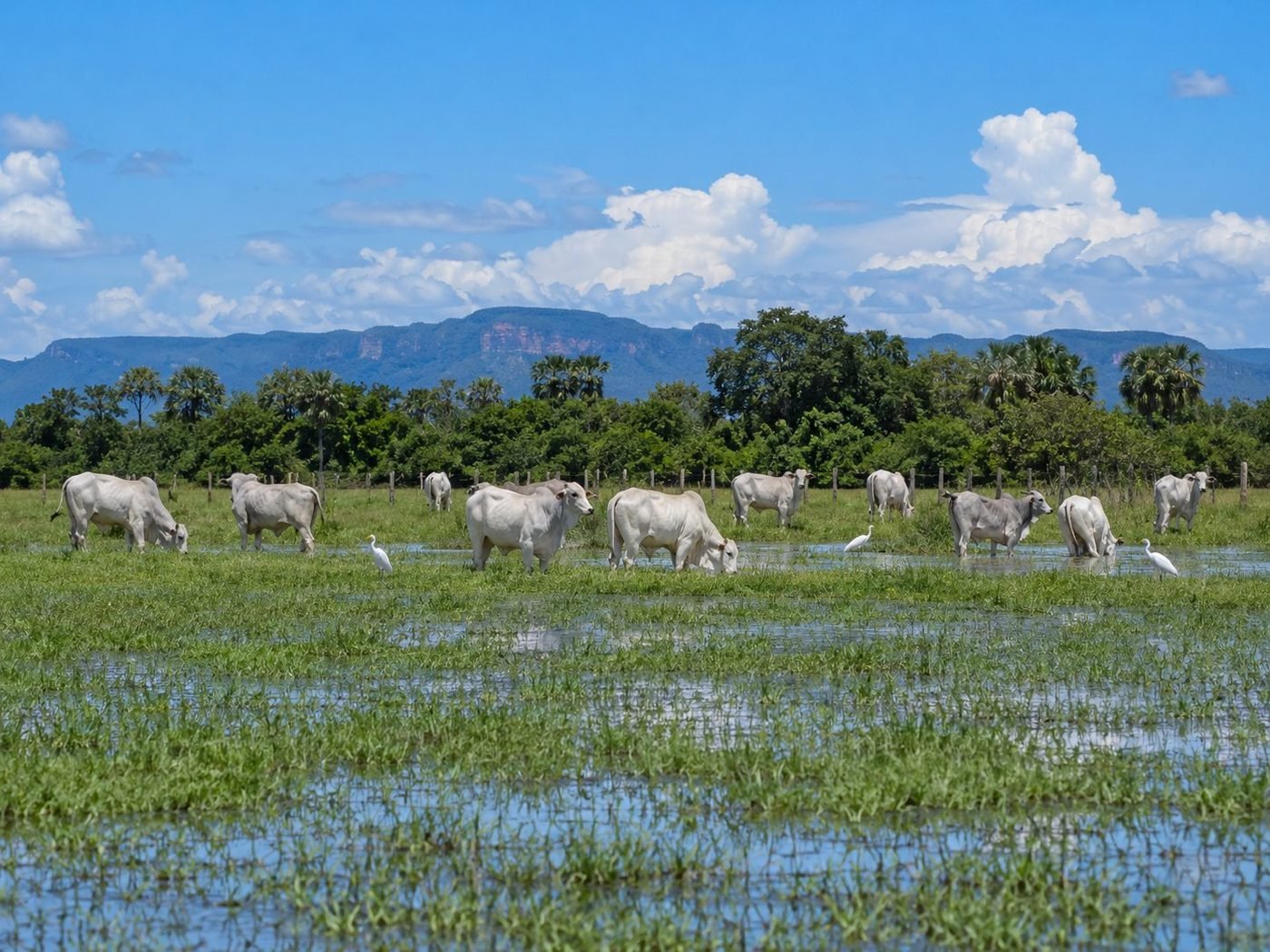 Gado nelore pastando em campo alagado, com a serra ao fundo, paisagem típica do Pantanal de Corumbá (MS)